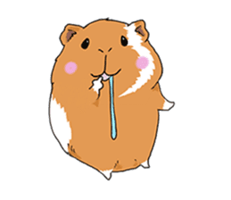 kawaii guinea pig Koo-chan sticker #1452963