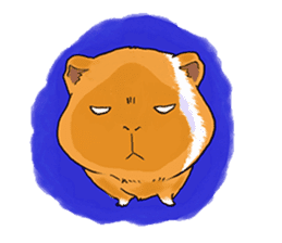 kawaii guinea pig Koo-chan sticker #1452970