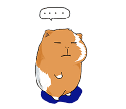 kawaii guinea pig Koo-chan sticker #1452973