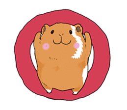 kawaii guinea pig Koo-chan sticker #1452974