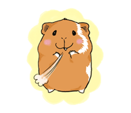kawaii guinea pig Koo-chan sticker #1452977