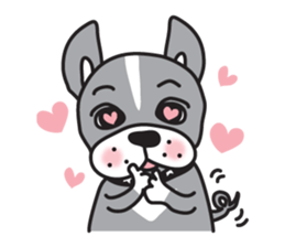 Boston terrier pug-Dog home "Baron" - sticker #1454478