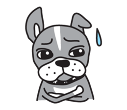 Boston terrier pug-Dog home "Baron" - sticker #1454481