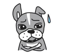 Boston terrier pug-Dog home "Baron" - sticker #1454481