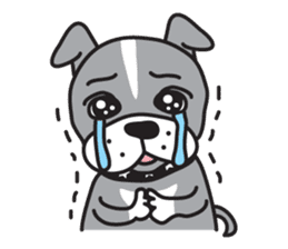 Boston terrier pug-Dog home "Baron" - sticker #1454486