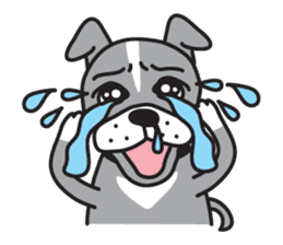 Boston terrier pug-Dog home "Baron" - sticker #1454487