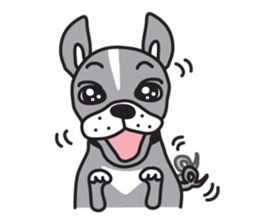 Boston terrier pug-Dog home "Baron" - sticker #1454489