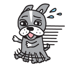 Boston terrier pug-Dog home "Baron" - sticker #1454494