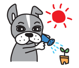 Boston terrier pug-Dog home "Baron" - sticker #1454496