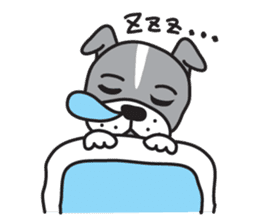 Boston terrier pug-Dog home "Baron" - sticker #1454497