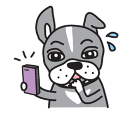 Boston terrier pug-Dog home "Baron" - sticker #1454502