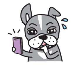 Boston terrier pug-Dog home "Baron" - sticker #1454502