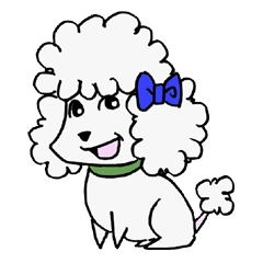 toy poodle(Mr. pet dog Leo of my home)