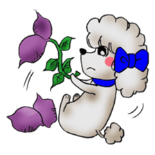toy poodle(Mr. pet dog Leo of my home) sticker #1476811