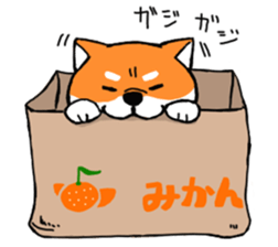 ShibaShiba sticker #1479641