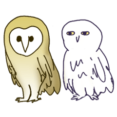 Barn Owl & Snowy Owl