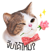 Kingdomoftigers sticker #1493925