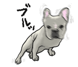French Bulldog "BULLO" 1 sticker #1539537