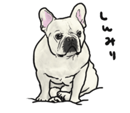 French Bulldog "BULLO" 1 sticker #1539539