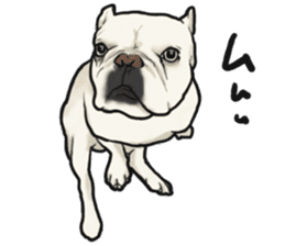 French Bulldog "BULLO" 1 sticker #1539553