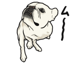 French Bulldog "BULLO" 1 sticker #1539554