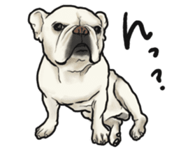 French Bulldog "BULLO" 1 sticker #1539556