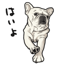 French Bulldog "BULLO" 1 sticker #1539564