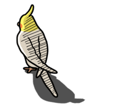 Lutino cockatiels sticker #1551302