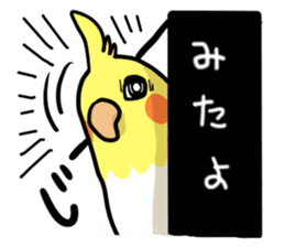 Lutino cockatiels sticker #1551304
