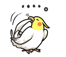 Lutino cockatiels sticker #1551311
