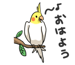 Lutino cockatiels sticker #1551313