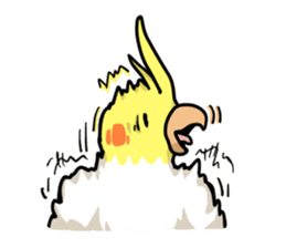 Lutino cockatiels sticker #1551316