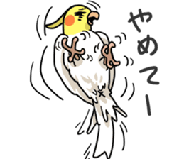 Lutino cockatiels sticker #1551331