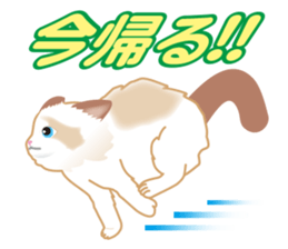 Silly Ragdoll sticker #1606921