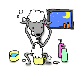 I'm an Italian Greyhound My name is QOO! sticker #1624922