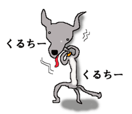 I'm an Italian Greyhound My name is QOO! sticker #1624938