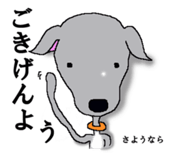 I'm an Italian Greyhound My name is QOO! sticker #1624939