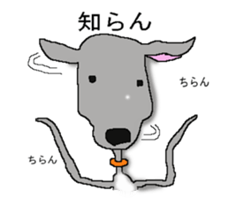 I'm an Italian Greyhound My name is QOO! sticker #1624940