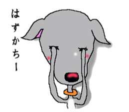 I'm an Italian Greyhound My name is QOO! sticker #1624943