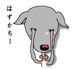 I'm an Italian Greyhound My name is QOO! sticker #1624943