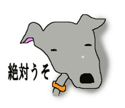 I'm an Italian Greyhound My name is QOO! sticker #1624946