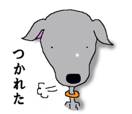 I'm an Italian Greyhound My name is QOO! sticker #1624949