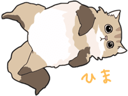 Fluffy Kawaii Cat MIYABI sticker #1625317