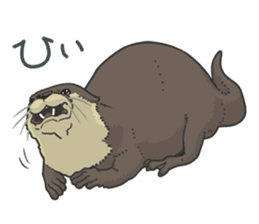 Asian short-clawed otter sticker #1643678