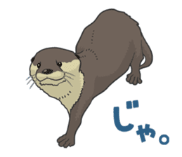 Asian short-clawed otter sticker #1643680