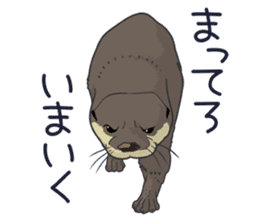Asian short-clawed otter sticker #1643685