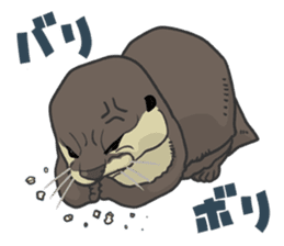 Asian short-clawed otter sticker #1643686