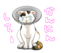 Yuki-chiyo the calico cat sticker #1649745