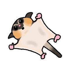 JIJI of the Sugar Glider