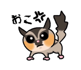 JIJI of the Sugar Glider sticker #1651679